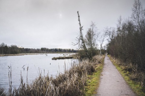 Footpath along the source of the Neckar in the Schwenninger moss nature reserve