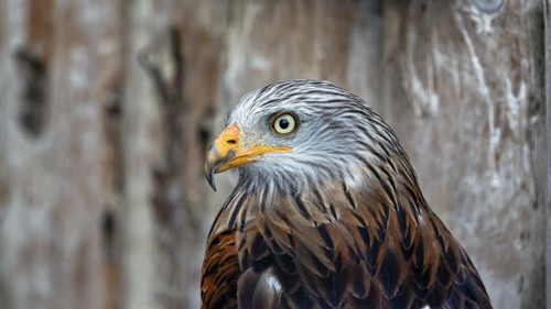 Red Kite