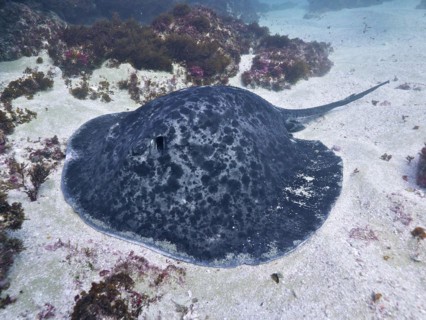 A black spotted stingray