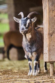 Domestic goat