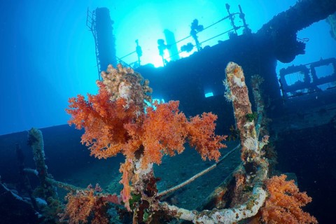 Hemprich's tree coral