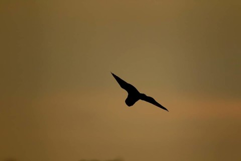 Short-eared owl