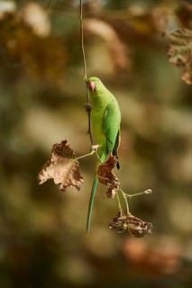 Monk parakeet