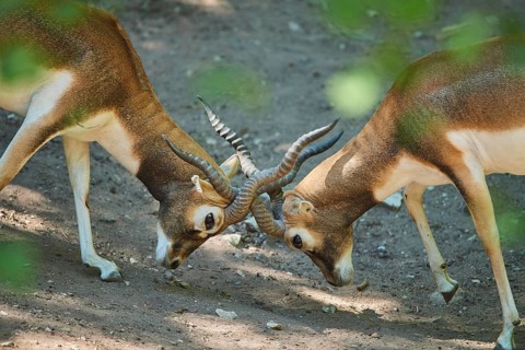 Two Thomson's gazelle