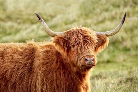Portrait of a free-ranging Scottish Highland Cattle in the North Holland Dune Reserve