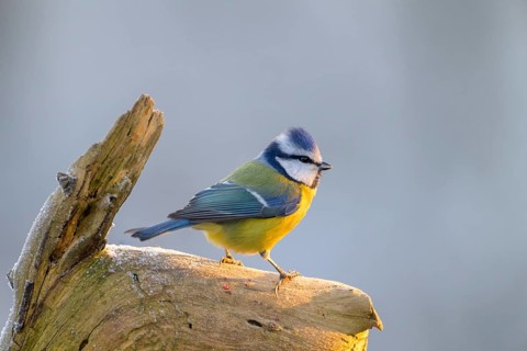 Blue tit