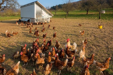 Free-range chickens
