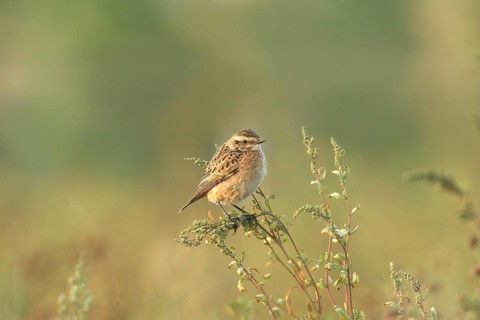 Whinchat