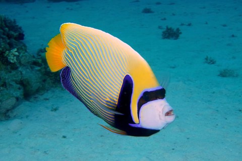 Emperor angelfish