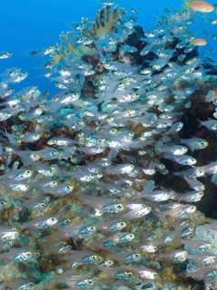 A school of red sea dwarf sweeper