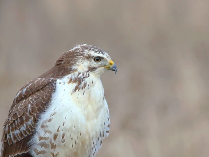 Common steppe buzzard
