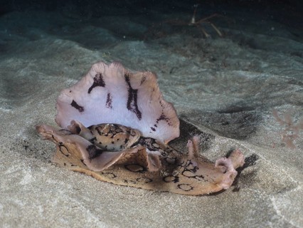 Spotted sea hare