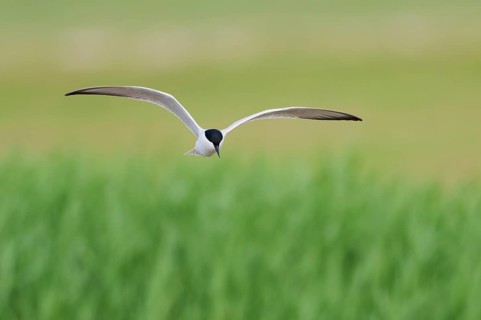 Gull-billed tern