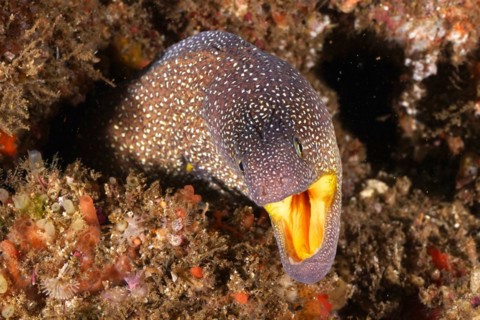 Starry moray