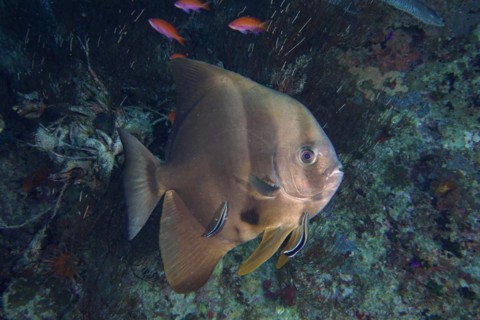 Orbicular batfish