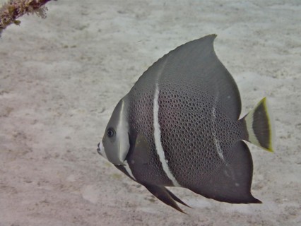 Juvenile gray angelfish