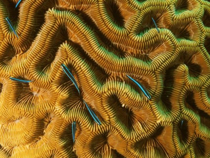 Several neon goby