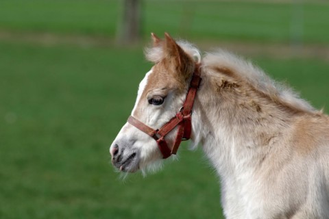 Domestic horse