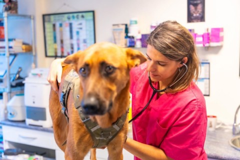 Veterinary clinic