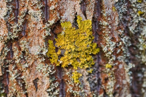 Common orange lichen