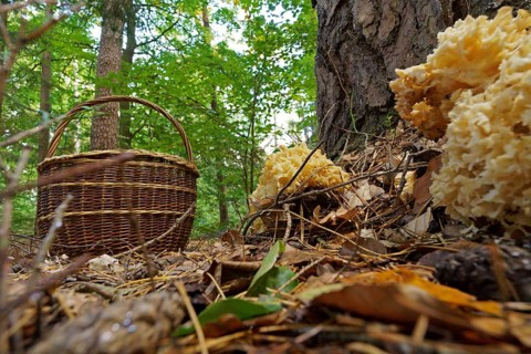 Wood cauliflower fungus