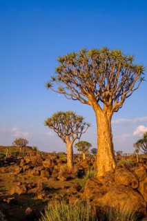 Desert rocky landscape with quiver tree