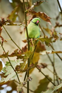 Monk parakeet
