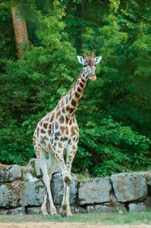 Reticulated giraffe