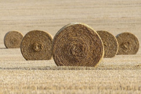 Grain field