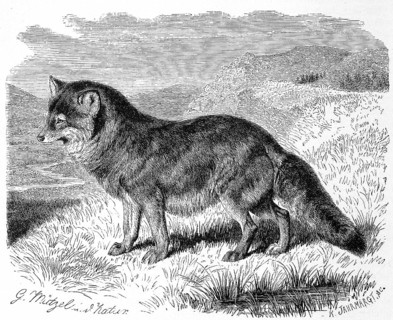 Coyote