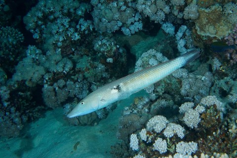 Cigar wrasse