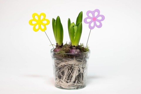 Garden hyacinth