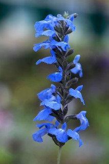 Prairie sage