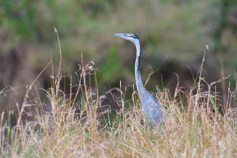 Black-headed heron