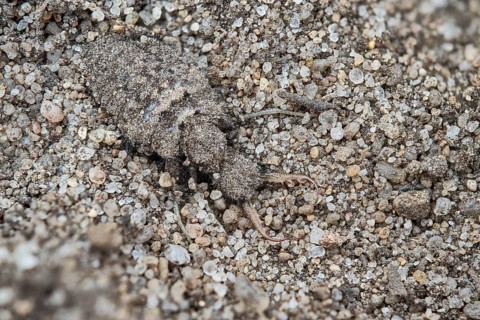 European ant lion