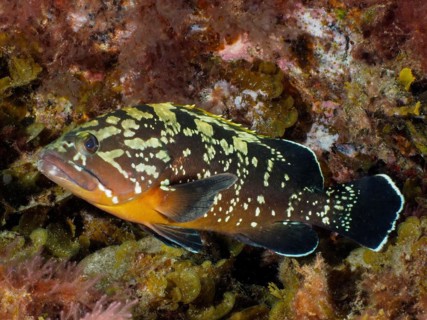 Dusky grouper
