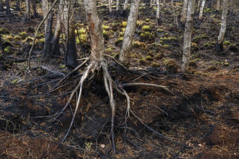 Moor fire