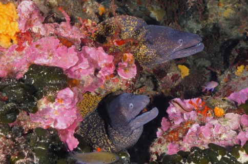 Two mediterranean morays