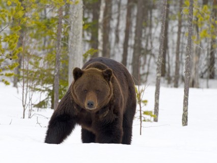 European brown bear