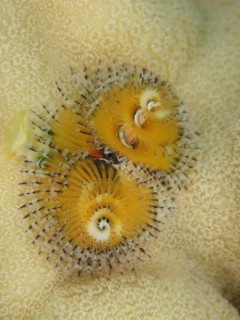 Yellow christmas tree worm