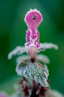 Flowering red deadnettle