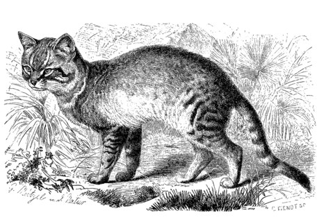 Falcated cat or African wildcat
