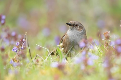 Dunnock or Hedge sparrow