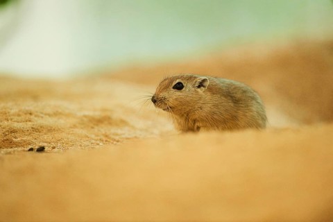 Fat sand rat