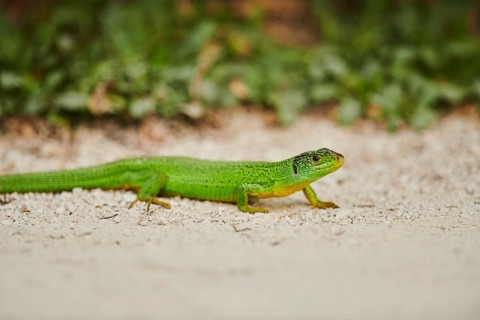 European green lizard