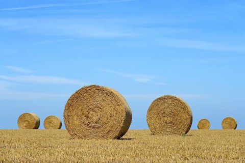 Grain field