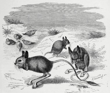 Greater egyptian jerboa
