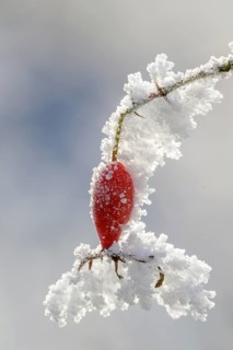 Rosehip with hoarfrost