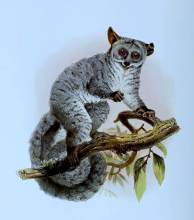 Galago