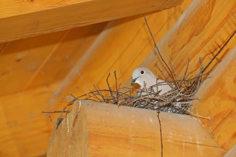 Eurasian Collared Dove